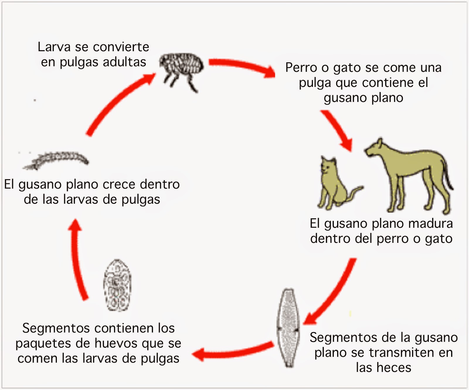 Y el panecillo la lombriz